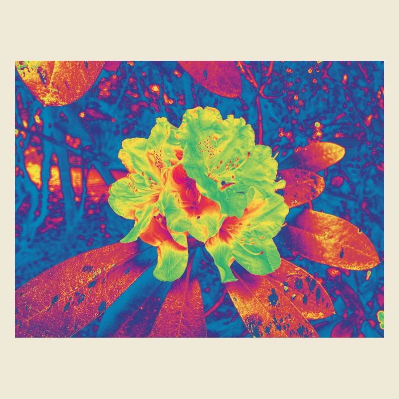 Fleur Néon Fleur Psychédélique