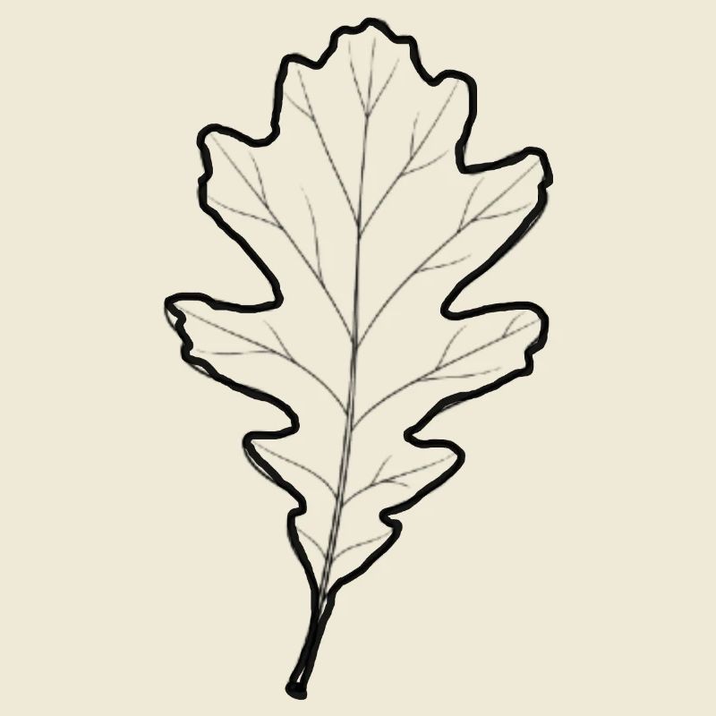LiGu Design - Oak Leaf Outline