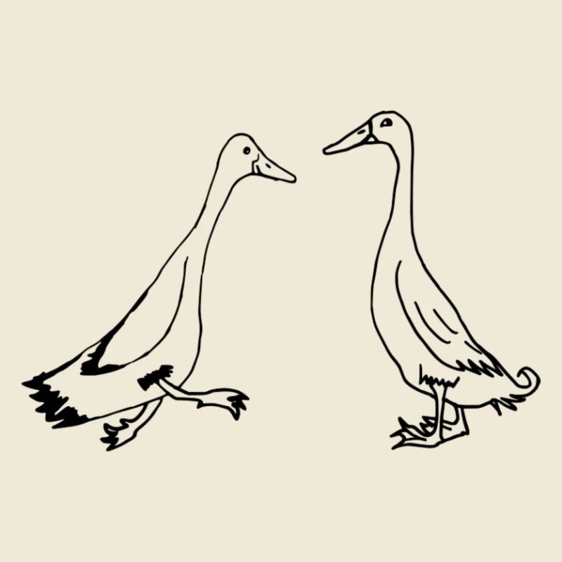 Runner ducks, runner ducks funny ducks