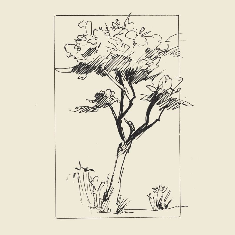 Tree sketch