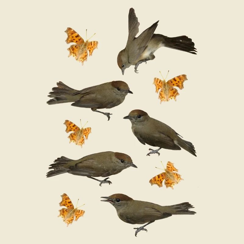 Blackcap with C-butterfly