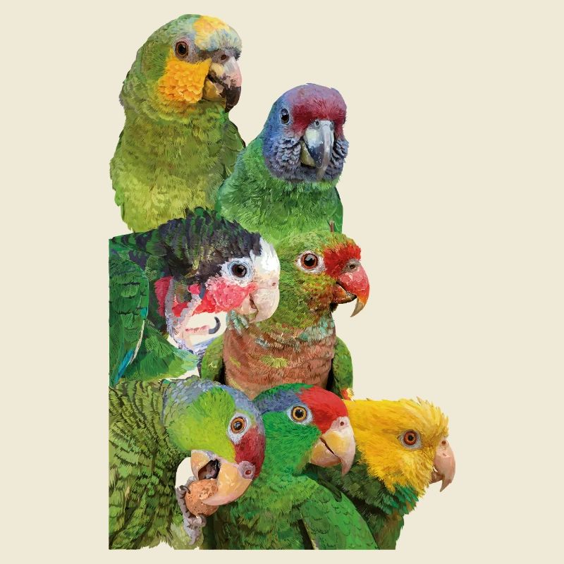 Amazonian parrots