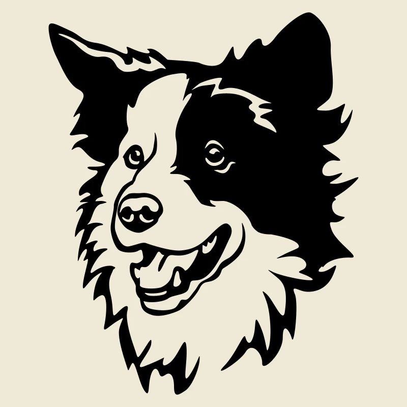 Border Collie Head