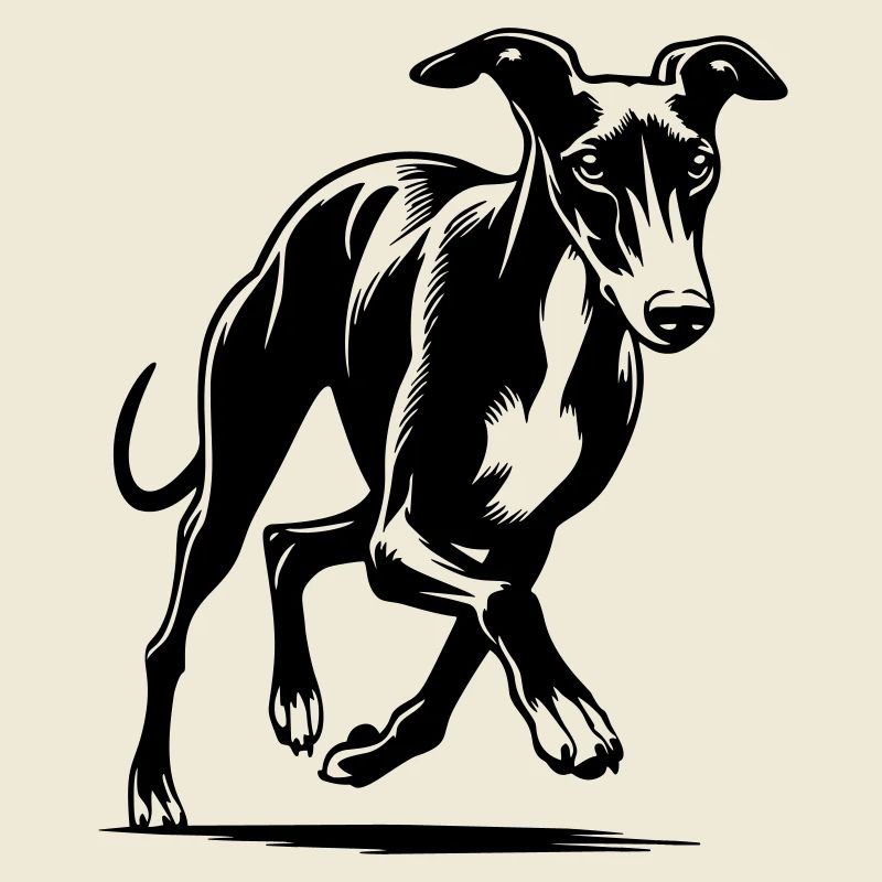 Whippet