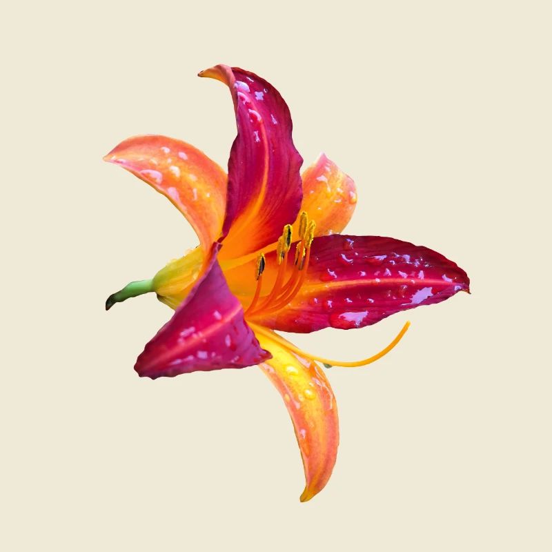 Hémérocalle tropicale - Fleur d’hémérocallis