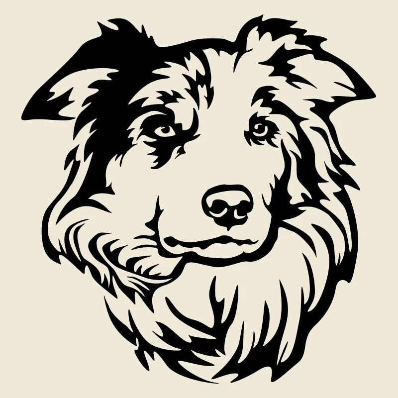 Border Collie Head