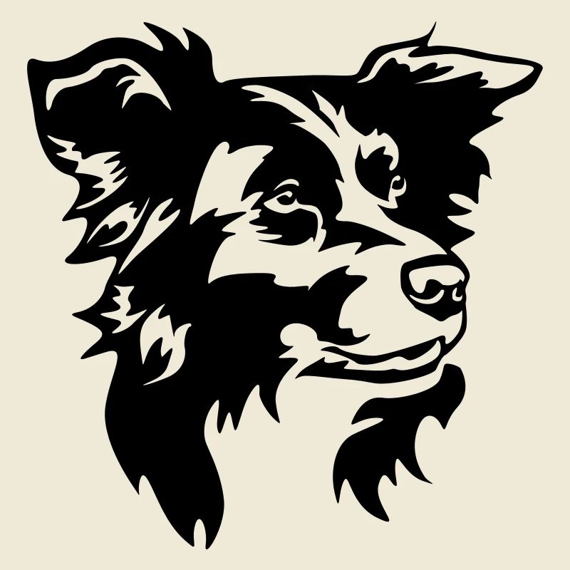 Border Collie Kopf