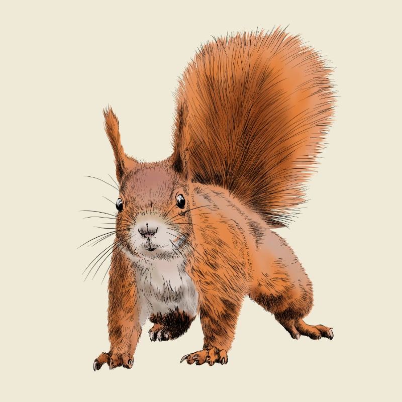 squirrel