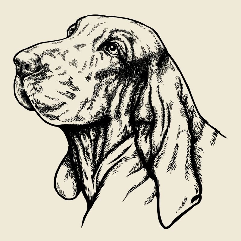 Bracco Italiano Portrait noir