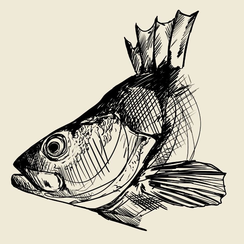 Perche - Pêche à la perche - Poisson préféré