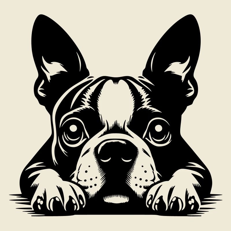 Boston Terrier Kopf mit Pfoten