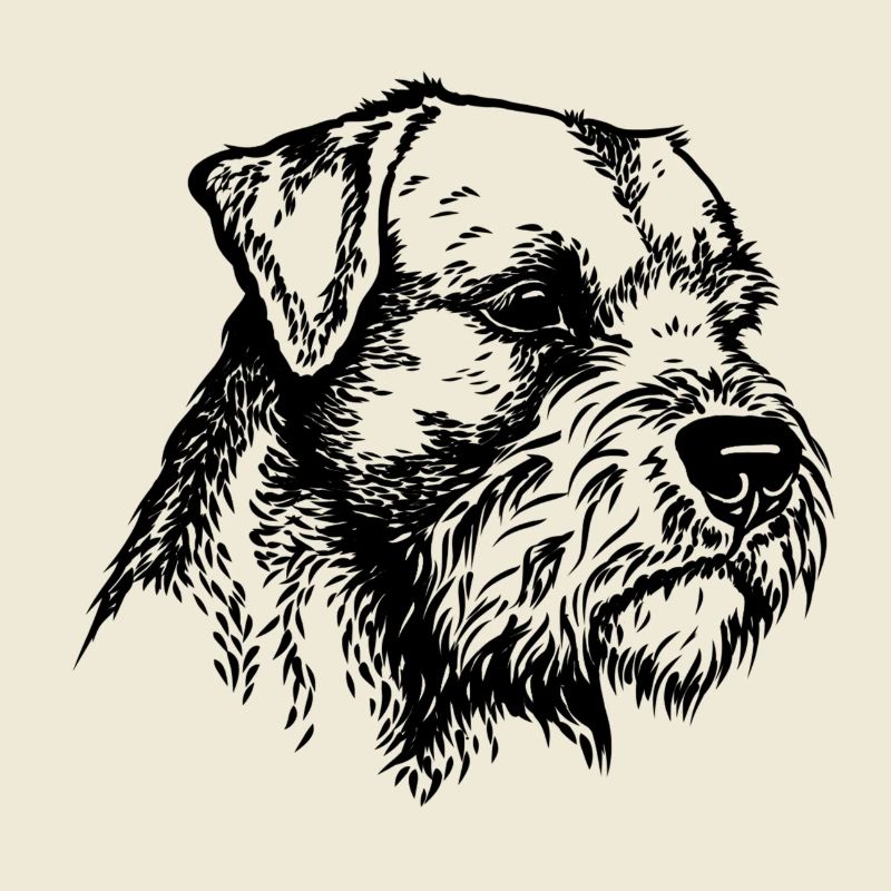 Border Terrier Portrait 2
