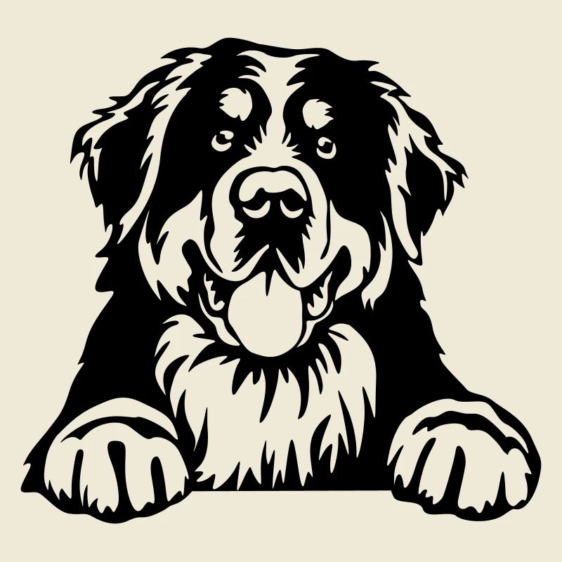 Berner Sennenhund Kopf