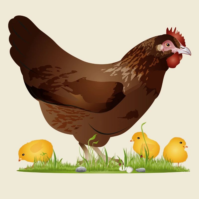 brown chicken with freshly hatched chicks
