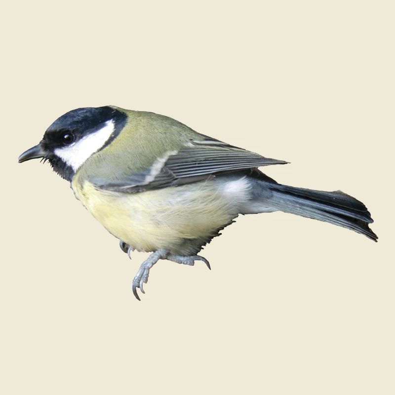 Great Bird