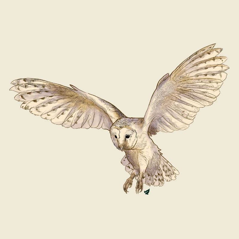Wunderschöne Schleiereule im Flug