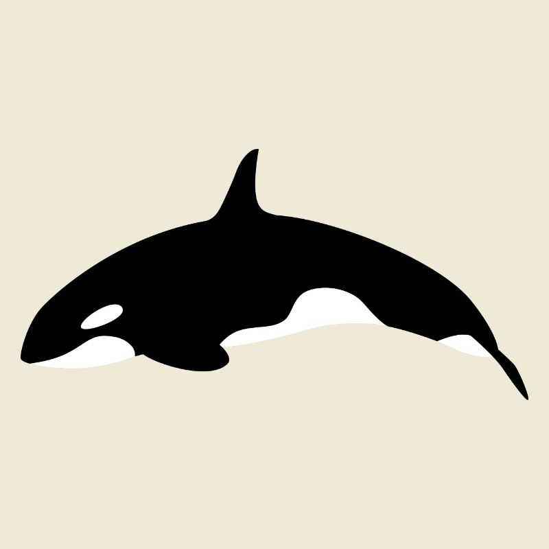 Orca Wal springender Orca Wal von der Seite