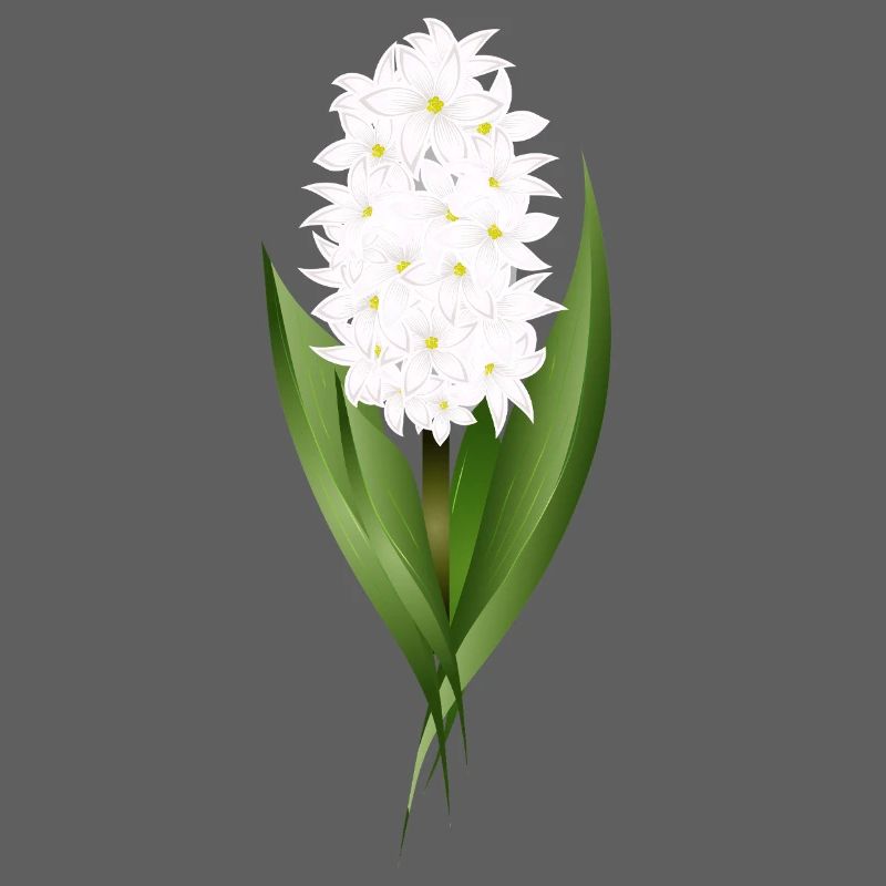 Jacinthe blanche – délicatesse sous forme de fleur