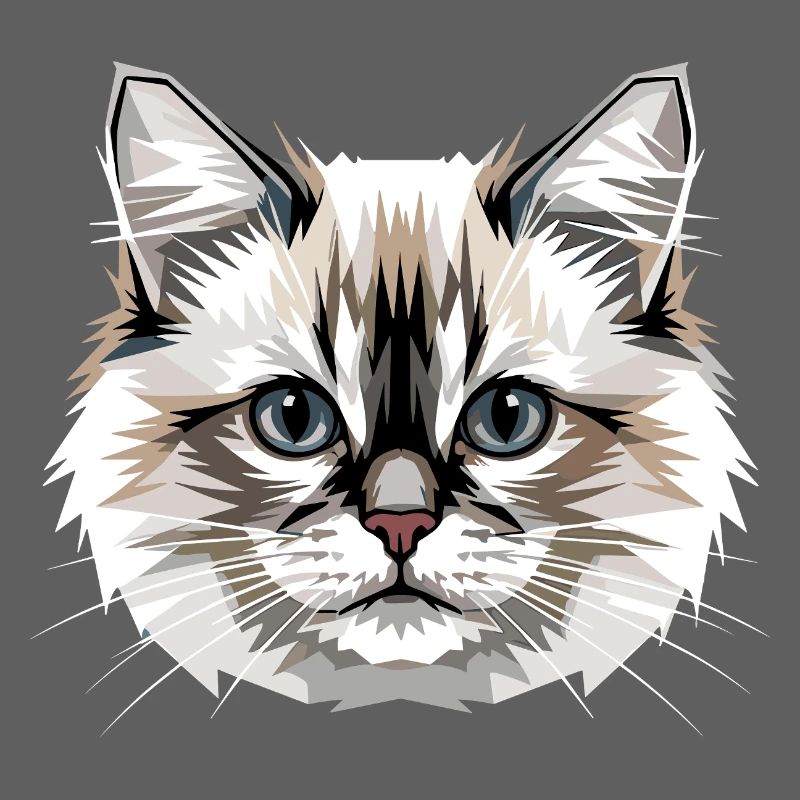Ragdoll Chat Ragdoll Chat Mignons Chats Ragdoll