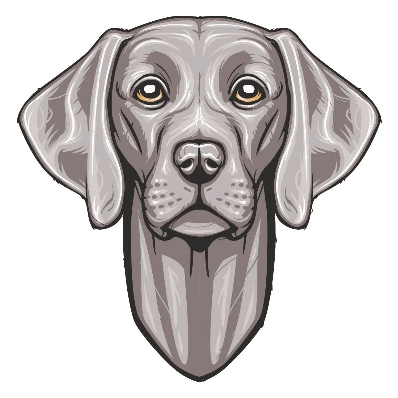 Weimaraner