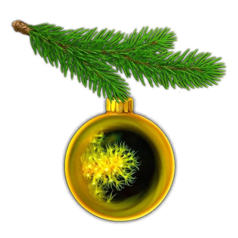 Weihnachtskugel mit Krustenanemonen am Tannenzweig