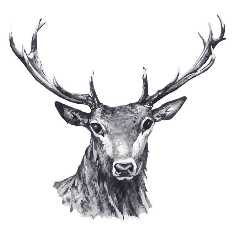 Hirsch