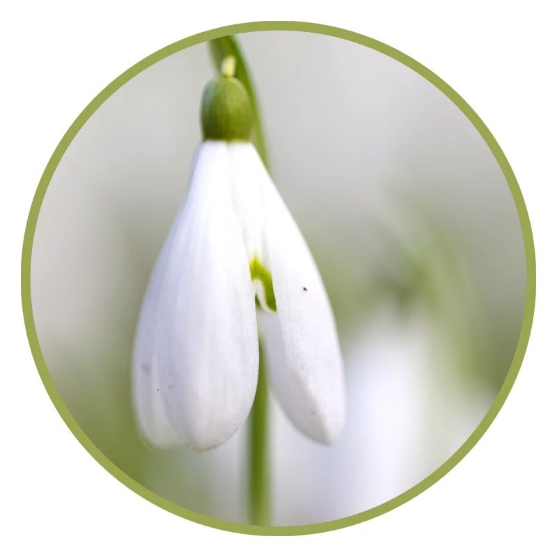 Perce-neige fleur blanche Fleur blanche Éclosion précoce