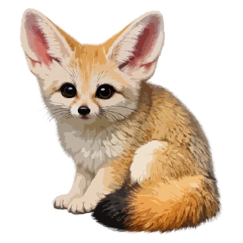 Fennec-Wüstenfuchs
