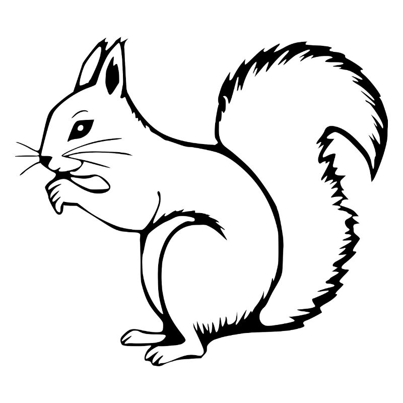 Eichhörnchen