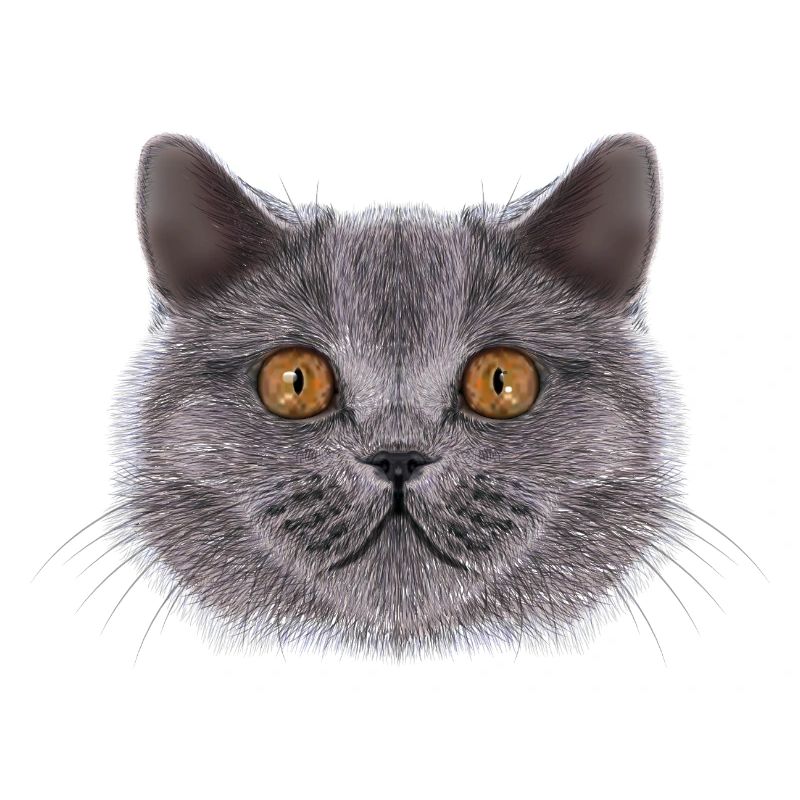 Britisch-Kurzhaar-Katze 