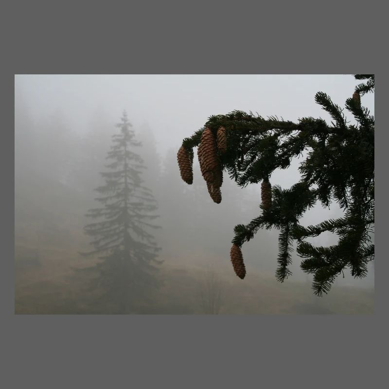 Cloud Forest Cone Magic / Feldberg