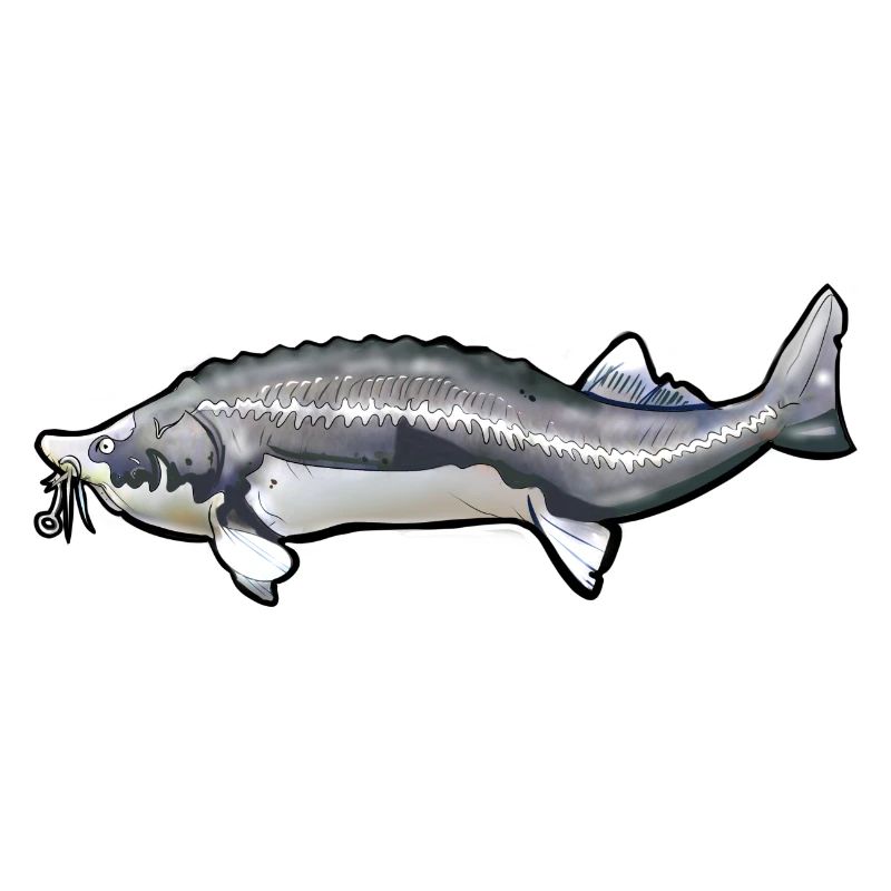 Schwanzmuster von gewühltem Kelfisch