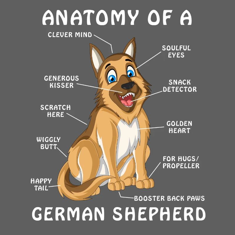 Anatomie des Deutschen Schäferhundes