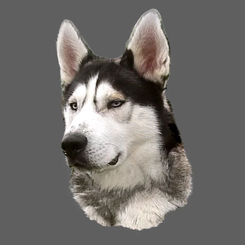 Husky Face Black White
