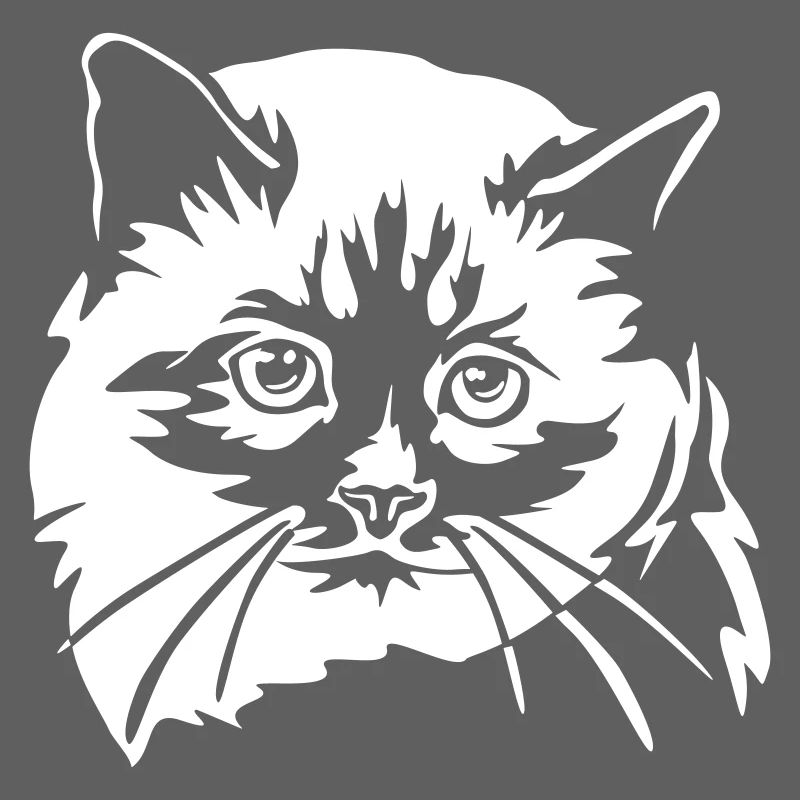 Chat de Birmanie « Black Edition »