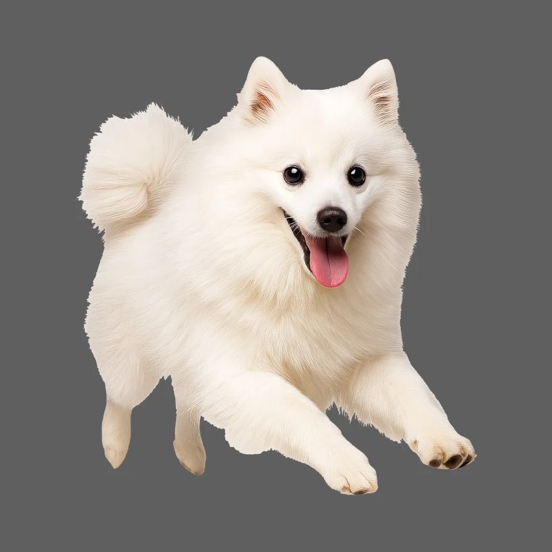Japan Spitz