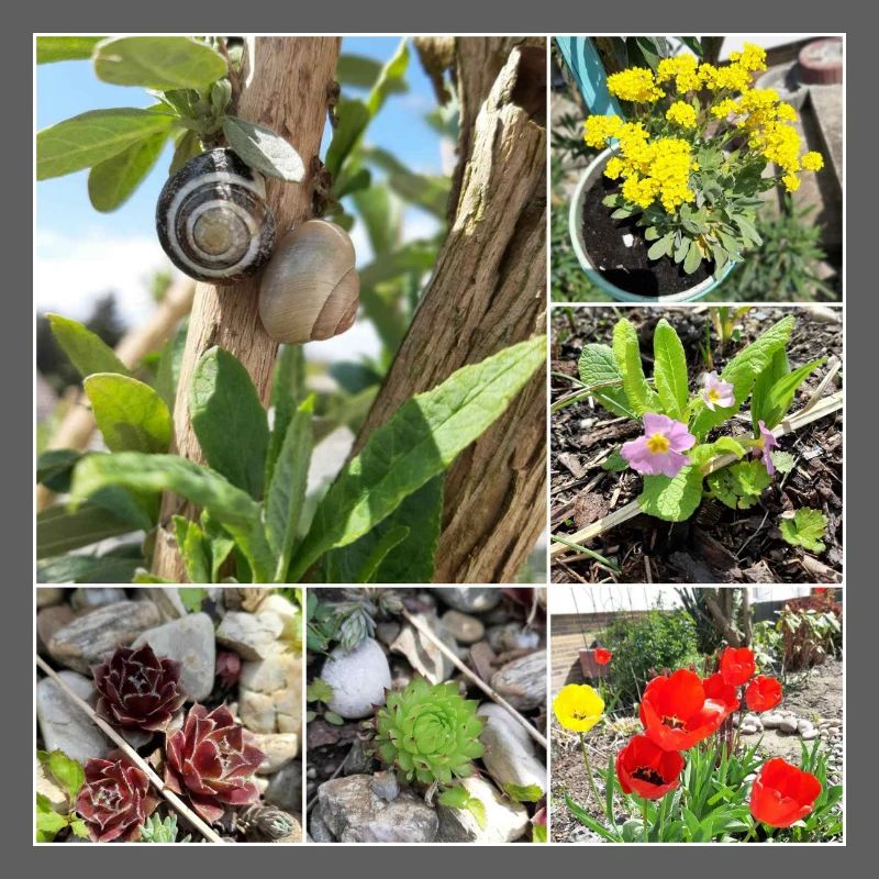 Various garden plants and snails