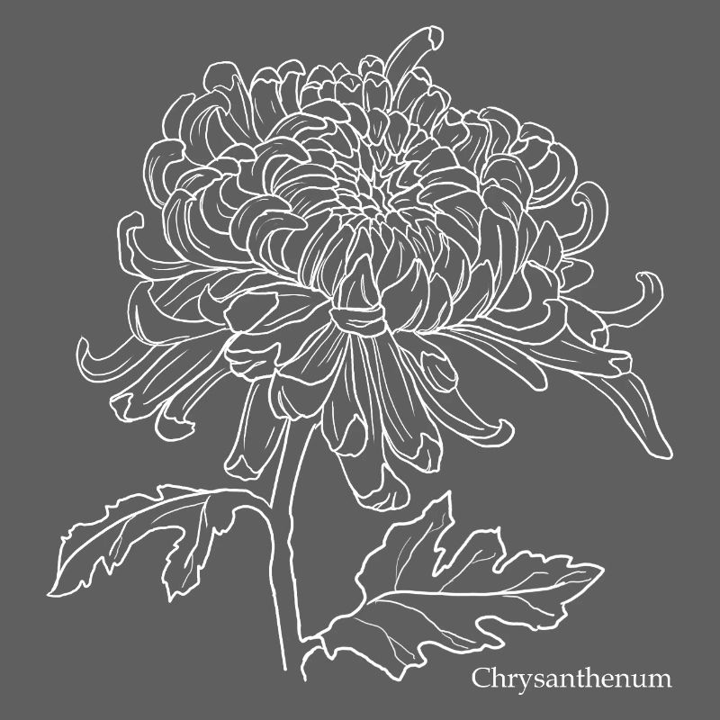 Chrysanthemum Line Drawing