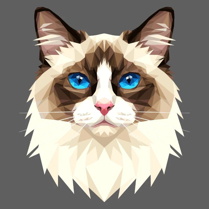 Ragdoll Chat Ragdoll Chat Mignons Chats Ragdoll