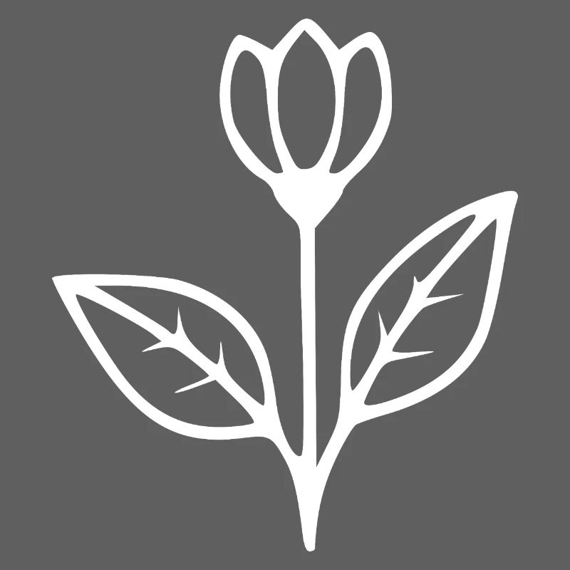 Fleurs Tulipe Fleurs blanches Fleurs Fleur Forêts Herbes