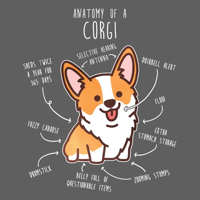 Corgi-Hundeanatomie