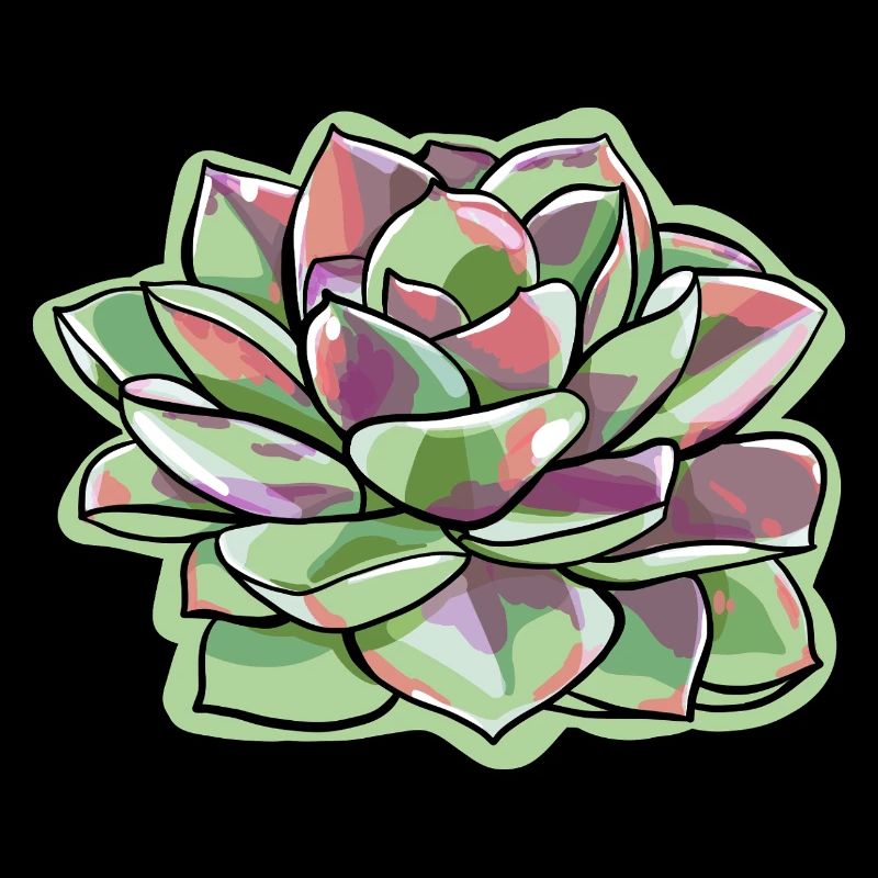 Echeveria Fat Leaf Rosette Succulente
