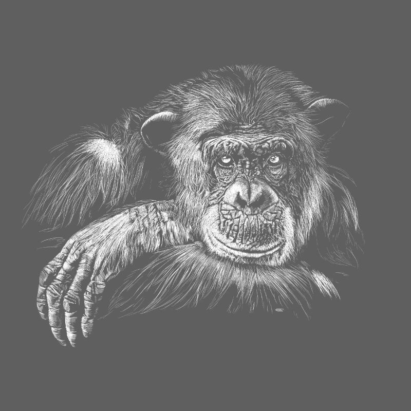 monkey