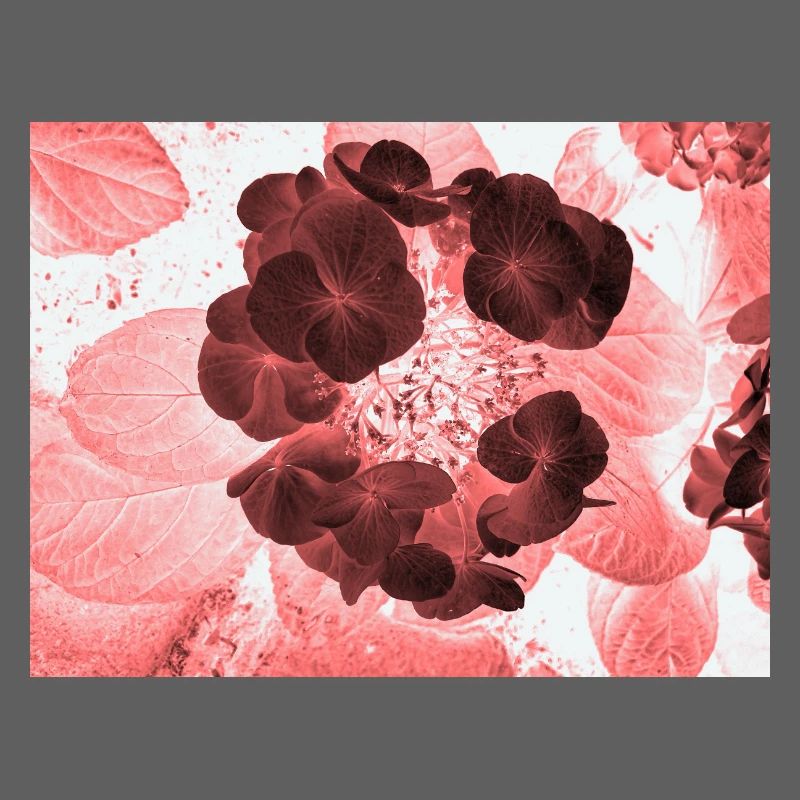Red Hydrangea Floral Pattern