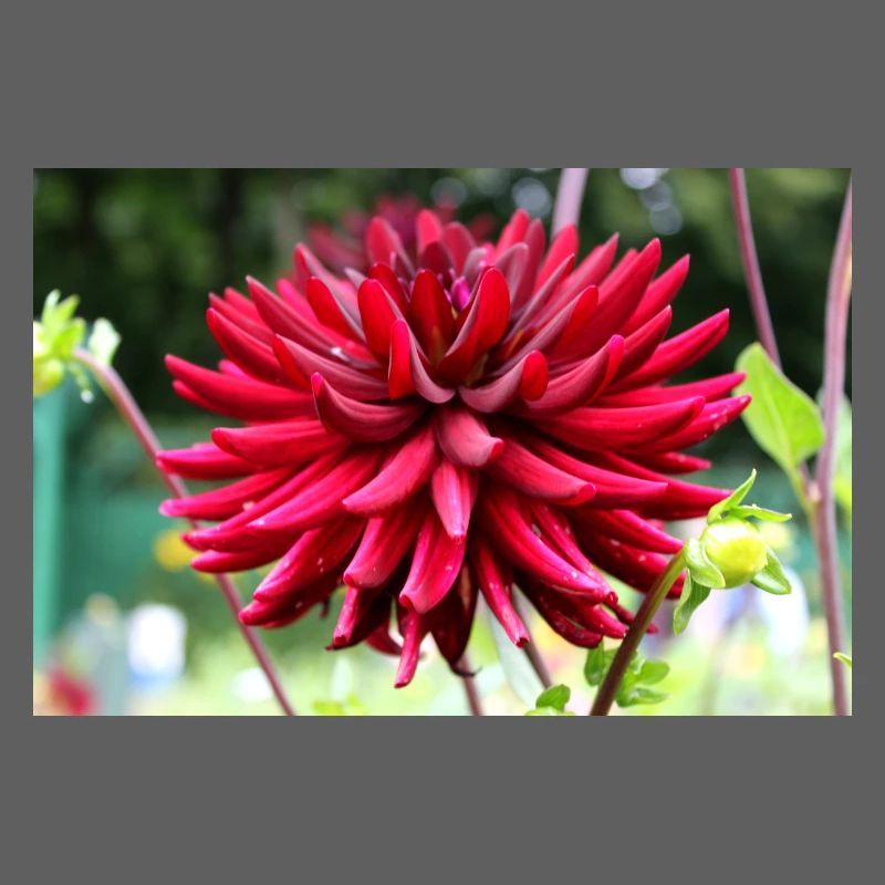 Dahlia Fleur Rouge, Fleur