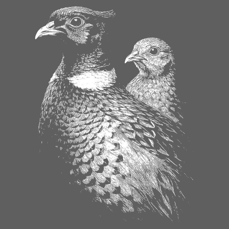 Pheasant and hen