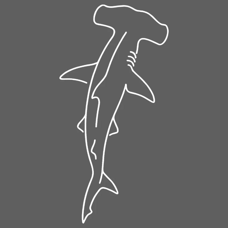 Dessin du contour du requin-marteau