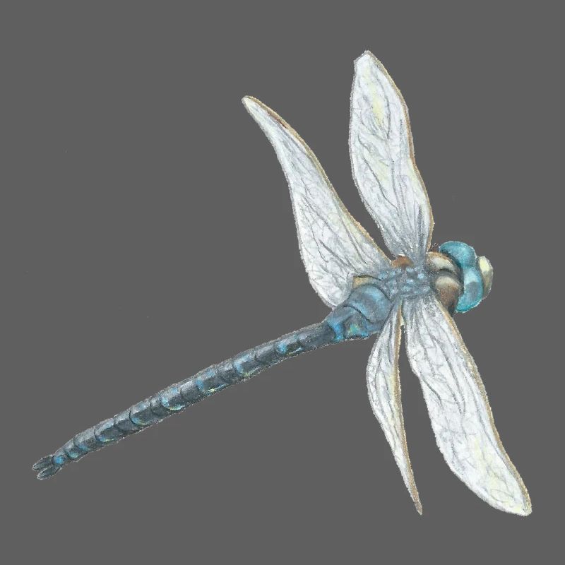 Blaugrüne Libelle Illustration