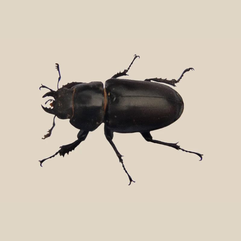 Hirschkäfer Weibchen