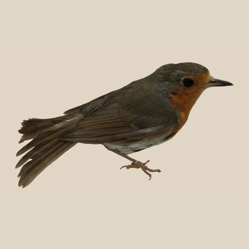 Robin
